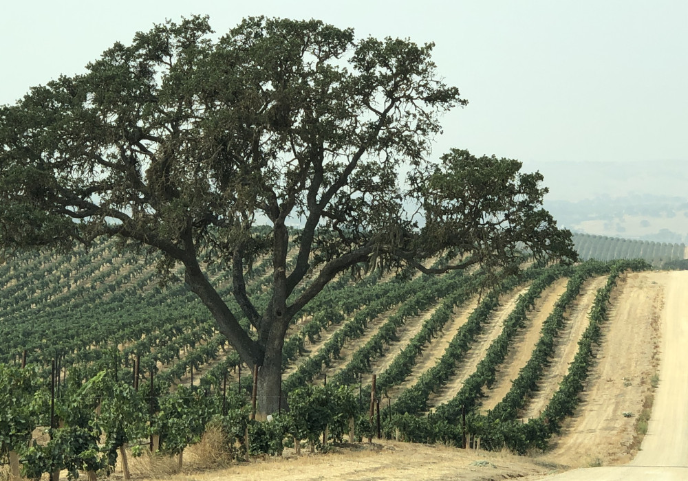 Paso Robles Vineyard